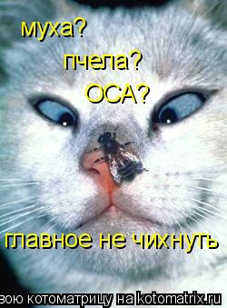 муха? пчела? ОСА? главное не чихнуть... Котоматрица: муха? пчела? ОСА? главное не чихнуть