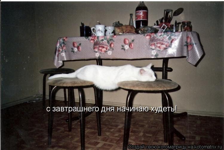 с завтрашнего дня начинаю худеть!... Котоматрица: с завтрашнего дня начинаю худеть!