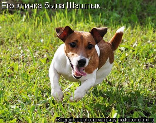 Его кличка была Шашлык...... Котоматрица: Его кличка была Шашлык...
