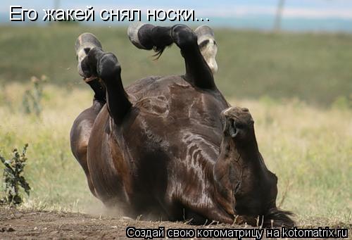 Его жакей снял носки...... Котоматрица: Его жакей снял носки...