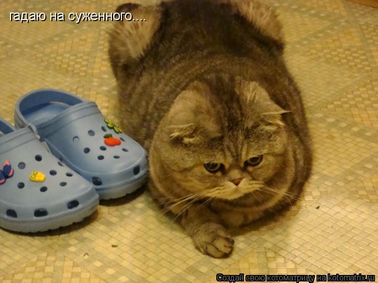 Котоматрица: гадаю на суженного....
