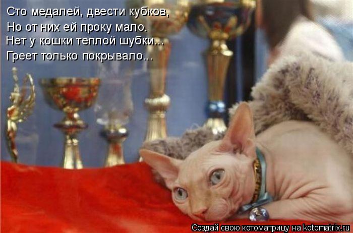 Котоматрица: Сто медалей, двести кубков,  Нет у кошки теплой шубки... Греет только покрывало... Но от них ей проку мало.