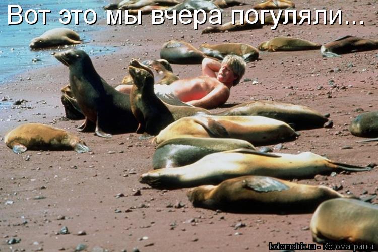 Котоматрица: Вот это мы вчера погуляли...