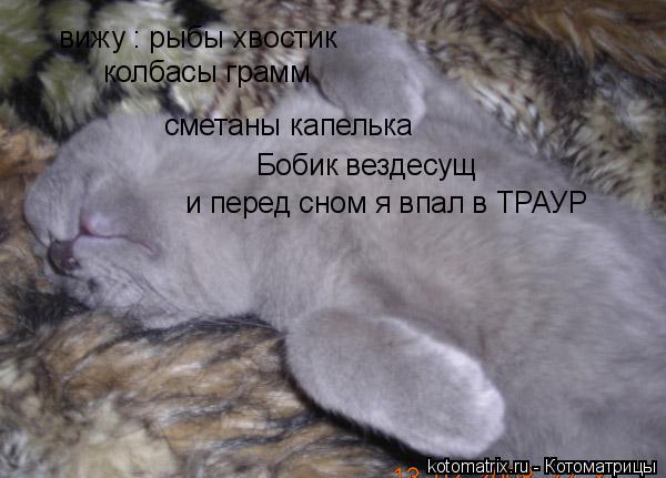 Котоматрица: вижу : рыбы хвостик колбасы грамм сметаны капелька Бобик вездесущ и перед сном я впал в ТРАУР