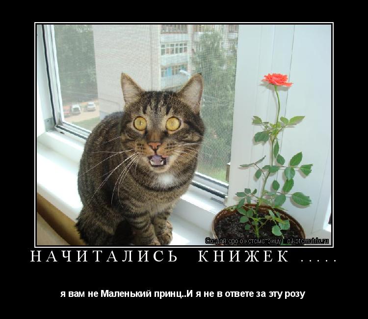 начитались книжек ..... я вам не Маленький принц..И я не в ответе за эту розу ... Котоматрица: начитались книжек ..... я вам не Маленький принц..И я не в ответе за эту розу