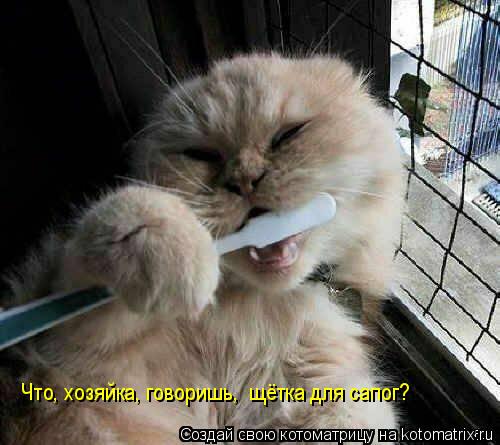 Что, хозяйка, говоришь, щётка для сапог?... Котоматрица: Что, хозяйка, говоришь, щётка для сапог?