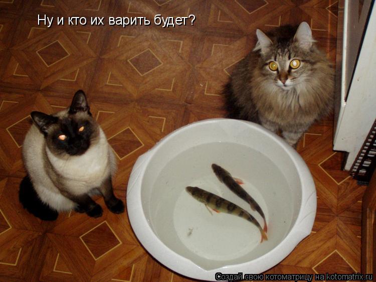 Ну и кто их варить будет?... Котоматрица: Ну и кто их варить будет?