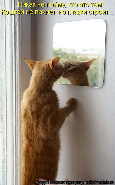 Кошкой не пахнет, но глазки строит... Никак не пойму, кто это там!... Котоматрица: Кошкой не пахнет, но глазки строит... Никак не пойму, кто это там!