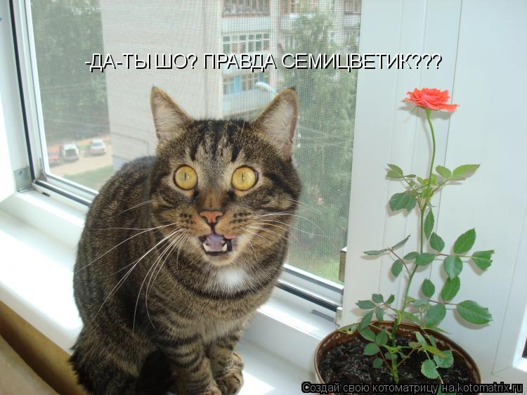 -ДА-ТЫ ШО? ПРАВДА СЕМИЦВЕТИК???... Котоматрица: -ДА-ТЫ ШО? ПРАВДА СЕМИЦВЕТИК???