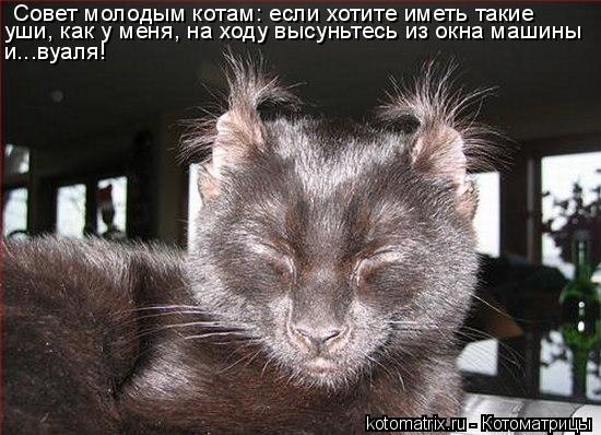 Совет молодым котам: если хотите иметь такие уши, как у меня, на ходу высуньтесь из окна машины и...... Котоматрица: Совет молодым котам: если хотите иметь такие уши, как у меня, на ходу высуньтесь из окна машины и...вуаля!