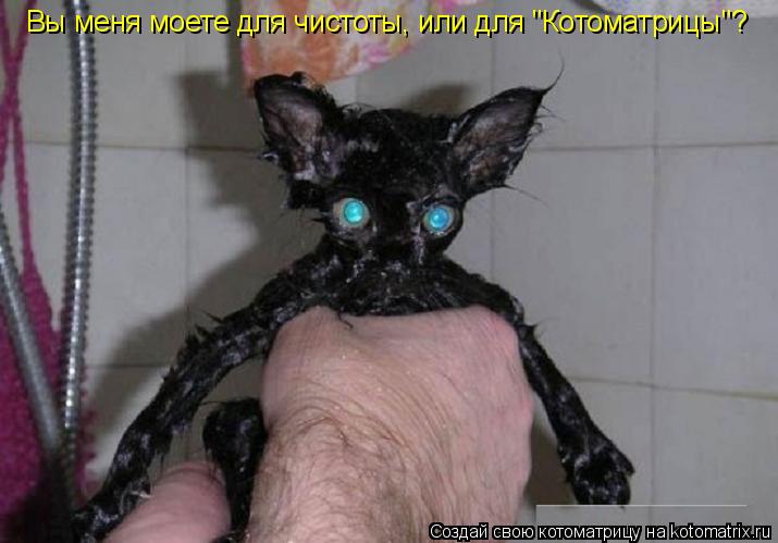 Котоматрица: Вы меня моете для чистоты, или для "Котоматрицы"?