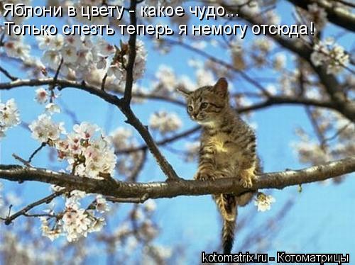 Только слезть теперь я немогу отсюда! Яблони в цвету - какое чудо...... Котоматрица: Только слезть теперь я немогу отсюда! Яблони в цвету - какое чудо...