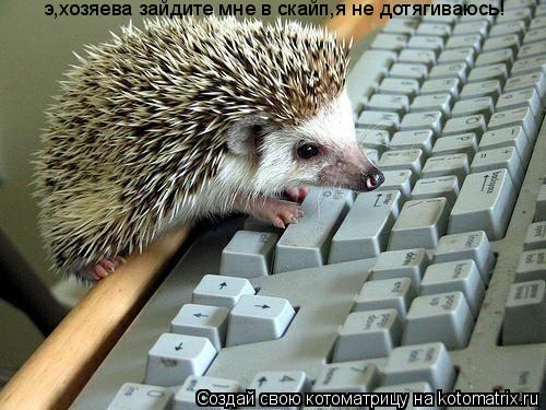 э,хозяева зайдите мне в скайп,я не дотягиваюсь!... Котоматрица: э,хозяева зайдите мне в скайп,я не дотягиваюсь!