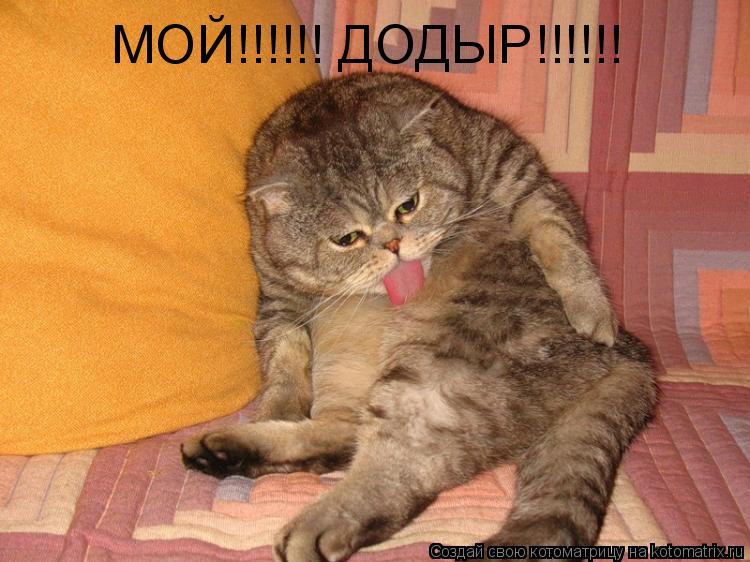 МОЙ!!!!!! ДОДЫР!!!!!!... Котоматрица: МОЙ!!!!!! ДОДЫР!!!!!!