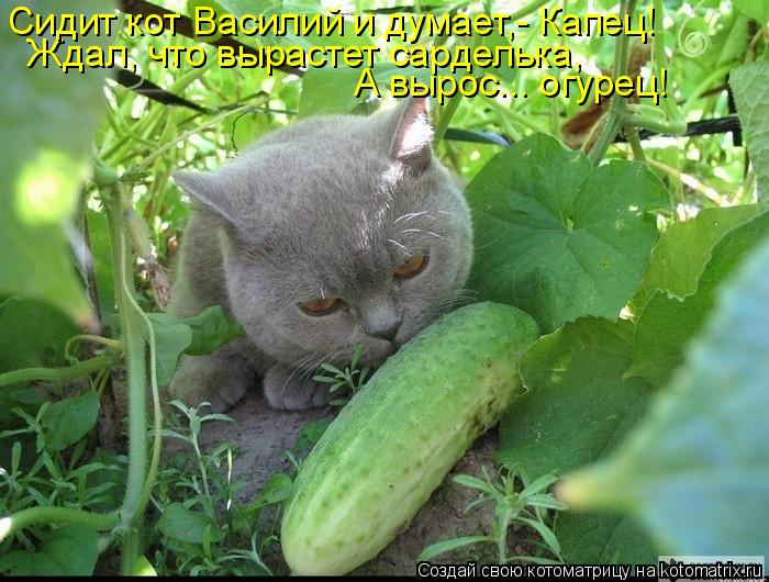 Ждал, что вырастет сарделька, А вырос... огурец! Сидит кот Василий и думает,- Капец!... Котоматрица: Ждал, что вырастет сарделька, А вырос... огурец! Сидит кот Василий и думает,- Капец!