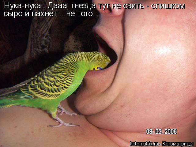 Нука-нука...Дааа, гнезда тут не свить - слишком сыро и пахнет ...не того...... Котоматрица: Нука-нука...Дааа, гнезда тут не свить - слишком сыро и пахнет ...не того...