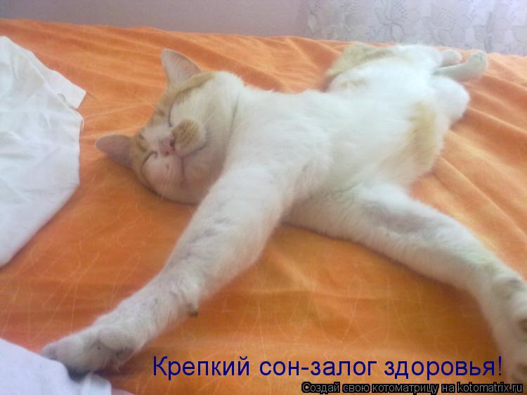 Крепкий сон-залог здоровья!... Котоматрица: Крепкий сон-залог здоровья!