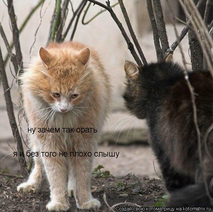 ну зачем так орать я и без того не плохо слышу... Котоматрица: ну зачем так орать я и без того не плохо слышу