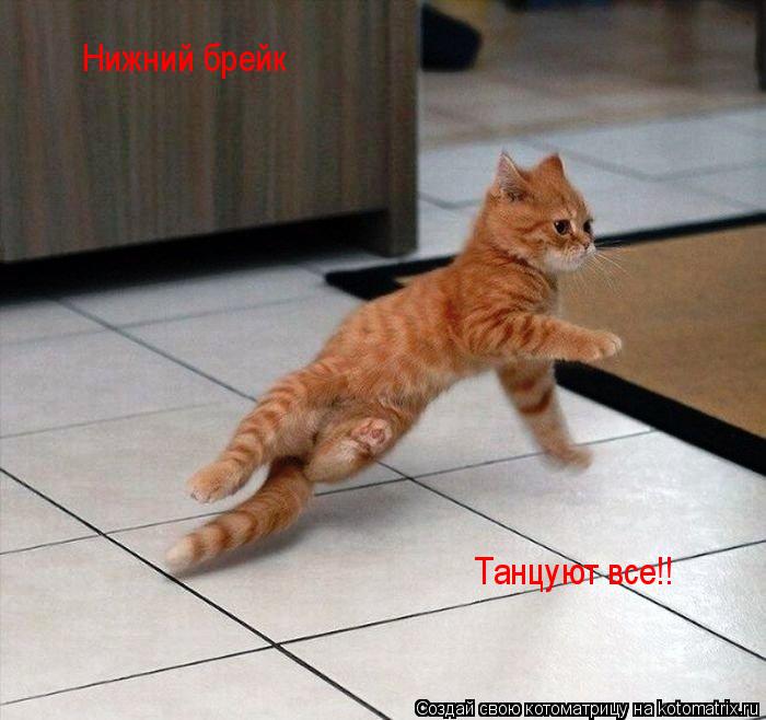 Котоматрица: Нижний брейк Танцуют все!!