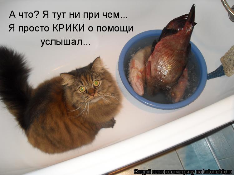 Котоматрица: А что? Я тут ни при чем... Я просто КРИКИ о помощи услышал...