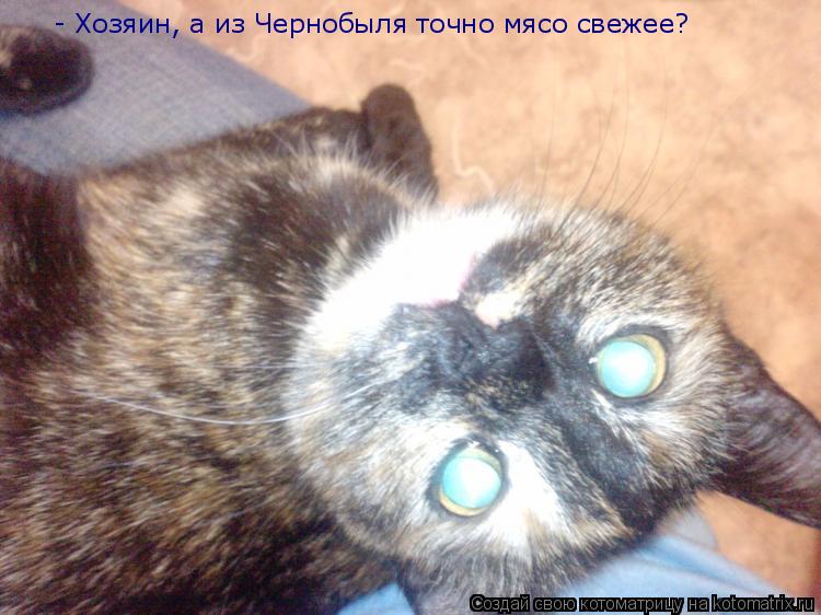 Котоматрица: - Хозяин, а из Чернобыля точно мясо свежее?
