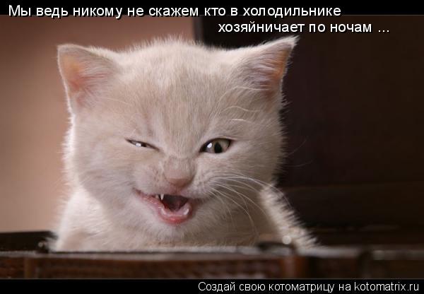 Котоматрица: Мы ведь Мы ведь никому не скажем кто в холодильнике  хозяйничает по ночам ...