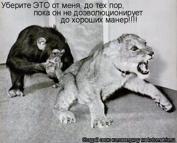 Котоматрица: Уберите ЭТО от меня, до тех пор, пока он не доэволюционирует до хороших манер!!!!
