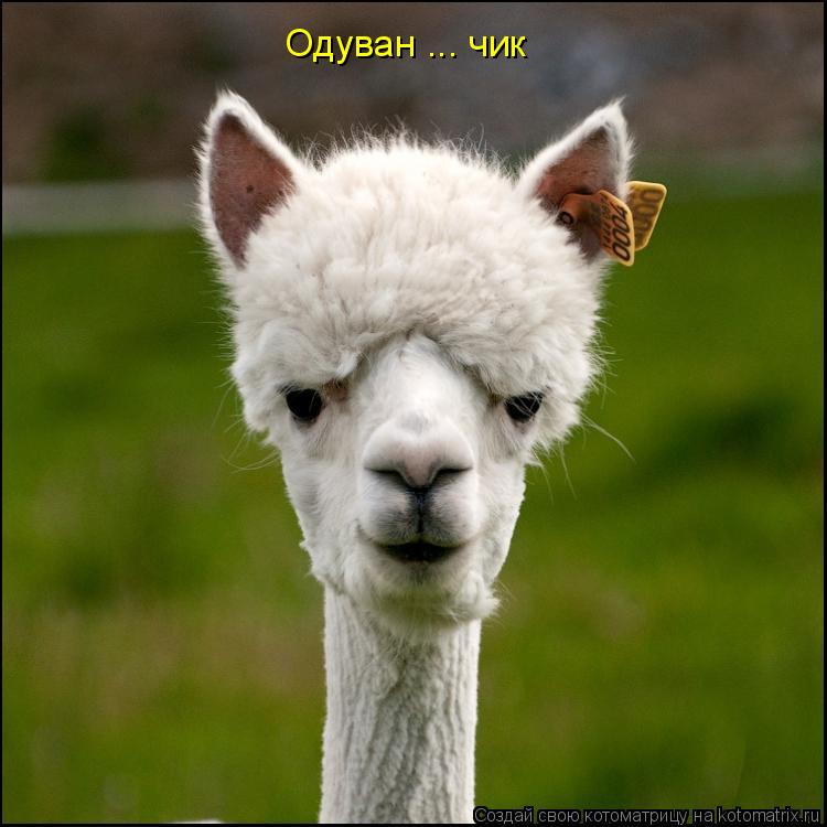 Котоматрица: Одуван ... чик