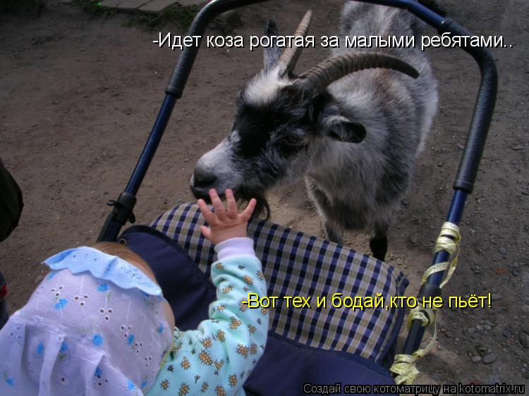 Котоматрица: -Идет коза рогатая за малыми ребятами.. -Вот тех и бодай,кто не пьёт!
