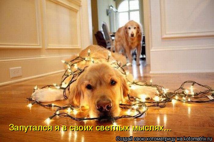 Запутался я в своих светлых мыслях...... Котоматрица: Запутался я в своих светлых мыслях...