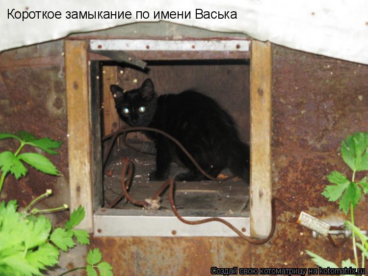 Котоматрица: Короткое замыкание по имени Васька