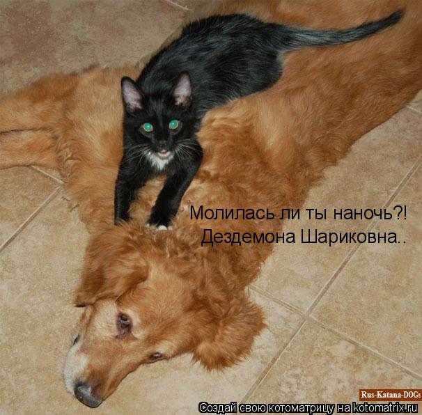 Котоматрица: Молилась ли ты наночь?! Дездемона Шариковна..
