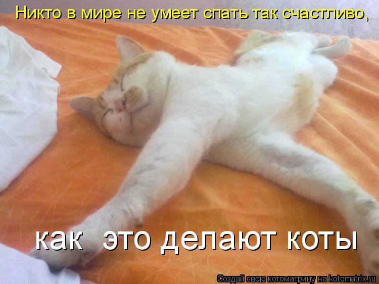 Никто в мире не умеет спать так счастливо, как это делают коты... Котоматрица: Никто в мире не умеет спать так счастливо, как это делают коты
