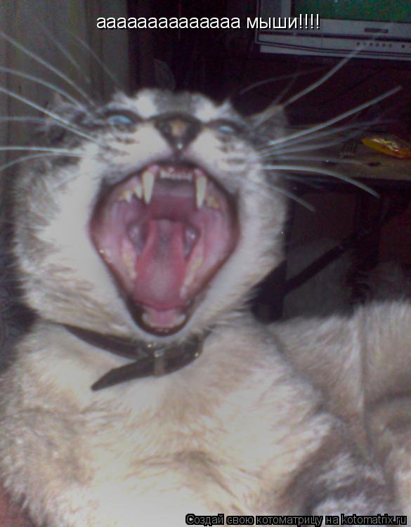 Котоматрица: аааааааааааааа мыши!!!!