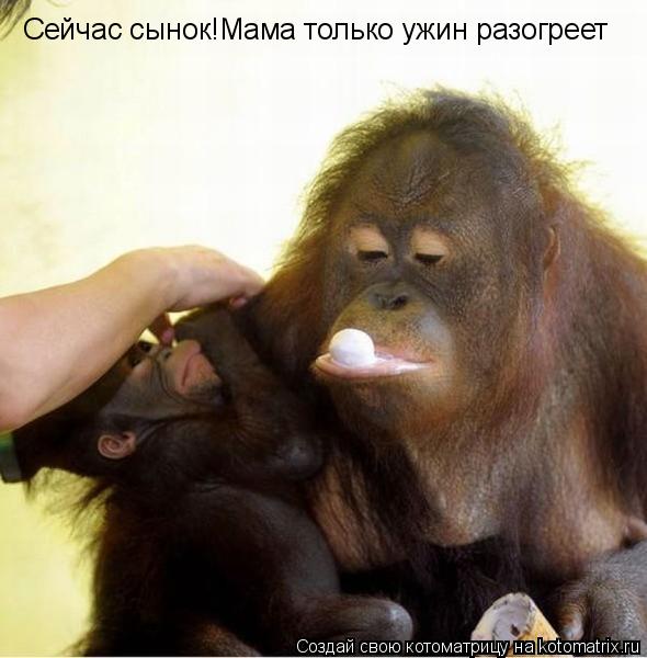 Котоматрица: Сейчас сынок!Мама только ужин разогреет