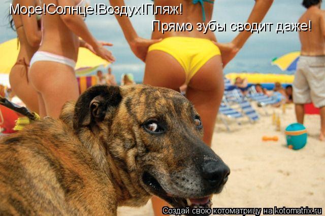 Котоматрица: Море!Солнце!Воздух!Пляж! Прямо зубы сводит даже!
