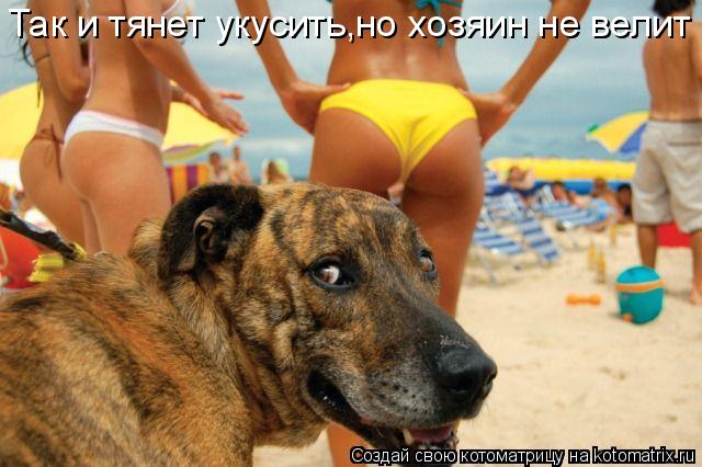Котоматрица: Так и тянет укусить,но хозяин не велит