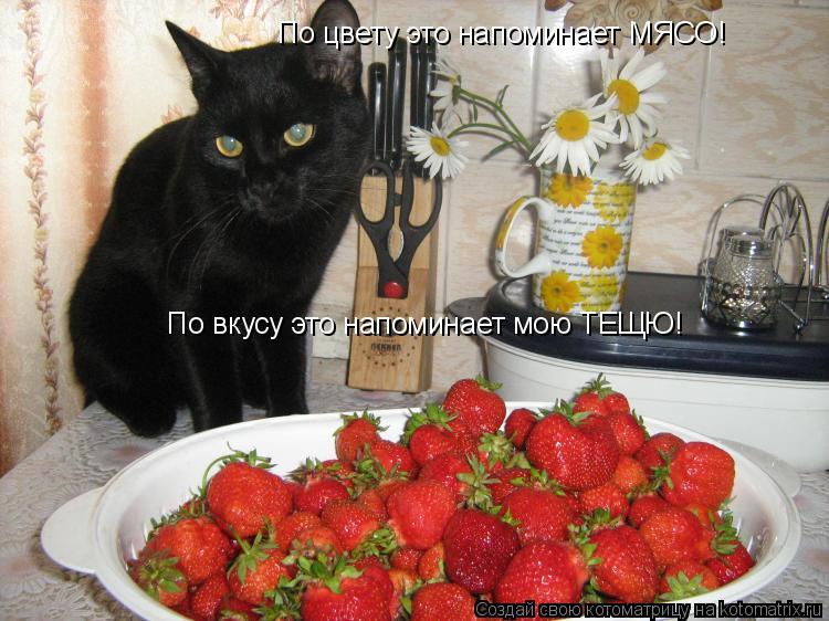 Котоматрица: По цвету это напоминает МЯСО! По вкусу это напоминает мою ТЕЩЮ!