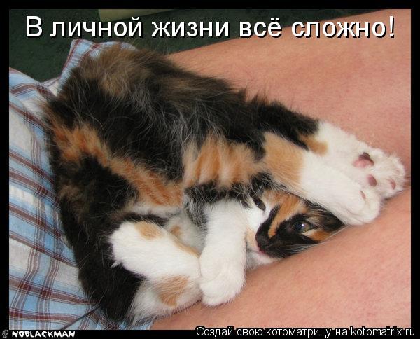 Котоматрица: В личной жизни всё сложно!