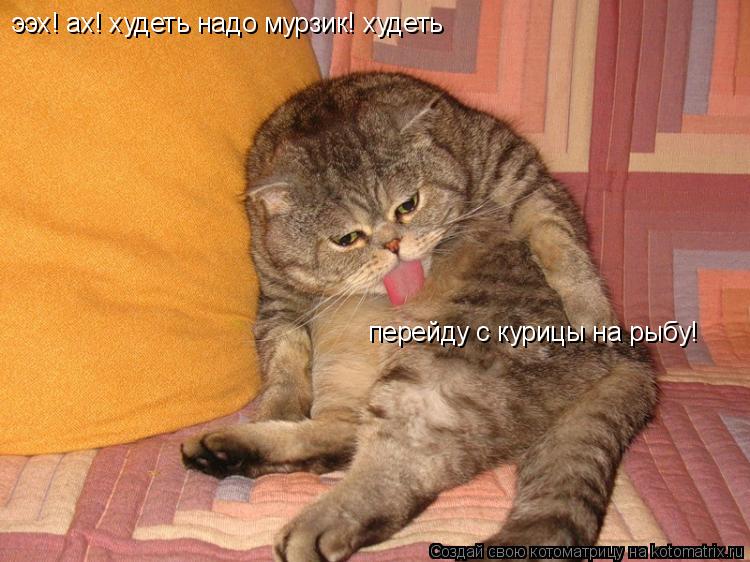 Котоматрица: ээх! ах! худеть надо мурзик! худеть перейду с курицы на рыбу!
