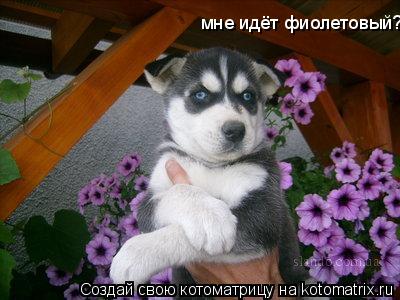 Котоматрица: мне идёт фиолетовый?