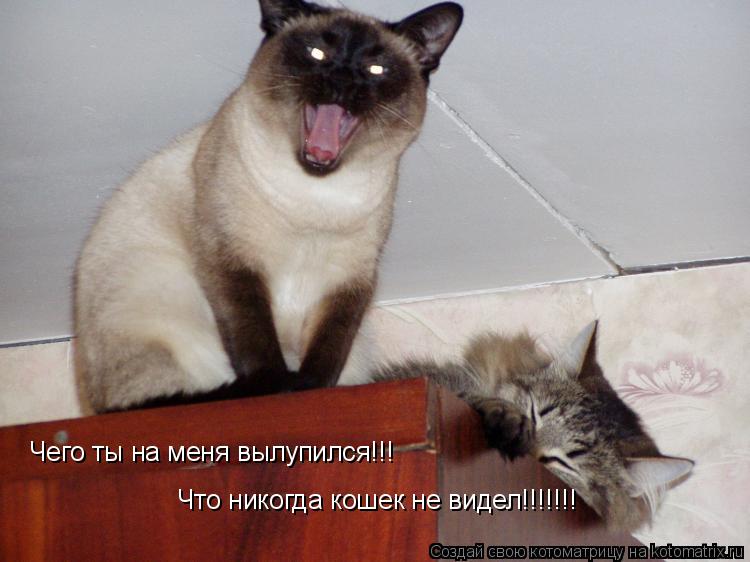 Котоматрица: Чего ты на меня вылупился!!! Что никогда кошек не видел!!!!!!!