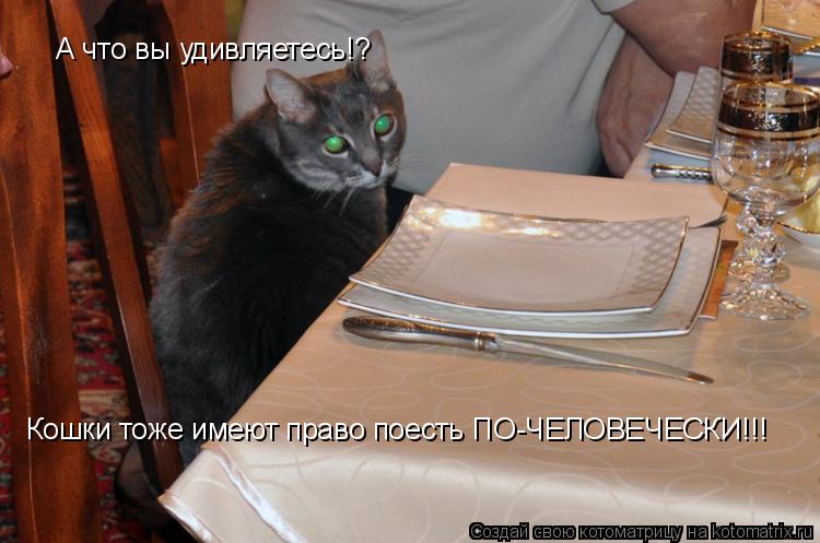 Котоматрица: А что вы удивляетесь!? Кошки тоже имеют право поесть ПО-ЧЕЛОВЕЧЕСКИ!!!