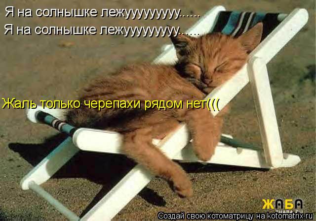 Котоматрица: Я на солнышке лежууууууууу...... Я на солнышке лежууууууууу...... Жаль только черепахи рядом нет(((