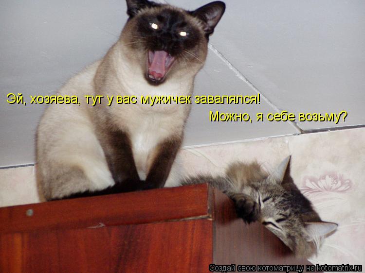 Котоматрица: Эй, хозяева, тут у вас мужичек завалялся!  Можно, я себе возьму?
