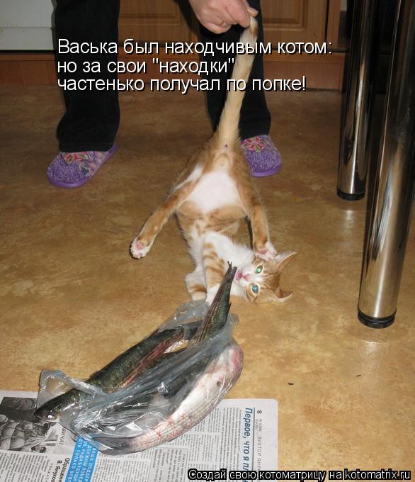 Котоматрица: Васька был находчивым котом: но за свои "находки" частенько получал по попке!