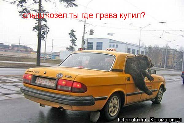 слыш козёл ты где права купил?... Котоматрица: слыш козёл ты где права купил?