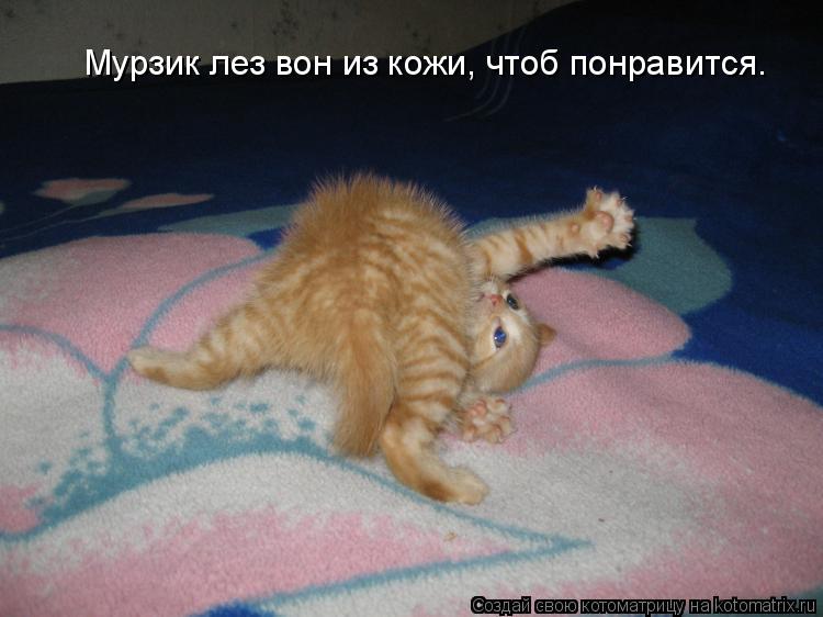 Мурзик лез вон из кожи, чтоб понравится.... Котоматрица: Мурзик лез вон из кожи, чтоб понравится.