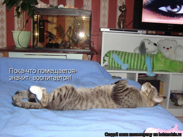 Пока-что помещается- значит- воспитается!... Котоматрица: Пока-что помещается- значит- воспитается!