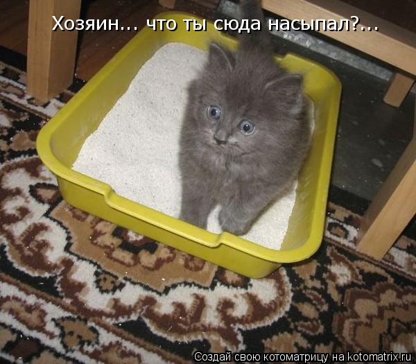 Хозяин... что ты сюда насыпал?...... Котоматрица: Хозяин... что ты сюда насыпал?...